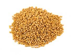 moutarde jaune entiere 1kg